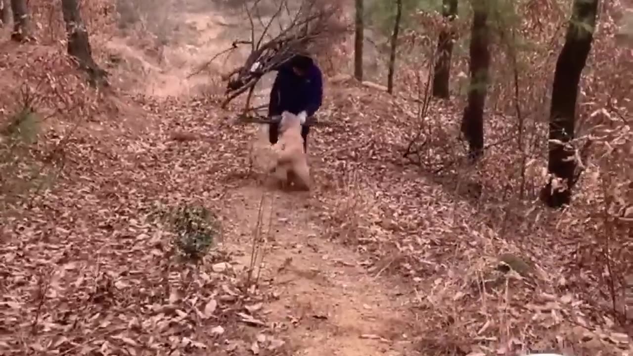 Dog funny video || funny animal video