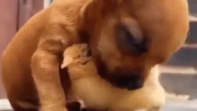 Puppy and chicken, very cute