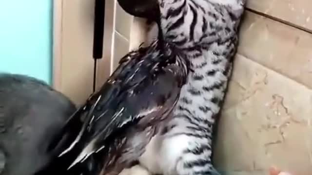 Cat vs duck