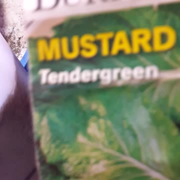 How to PLANT MUSTARD seeds