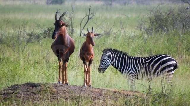 african widewife animal bear and zibra