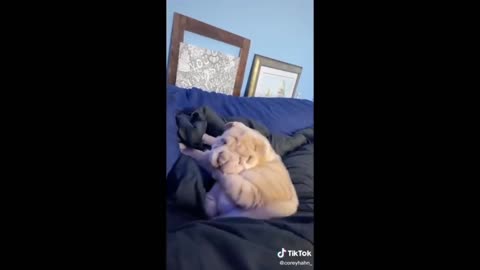 beautiful pet videos - try not to laugh with these videos