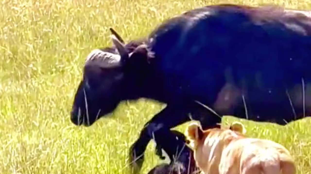 A mother's love is always for her children.
