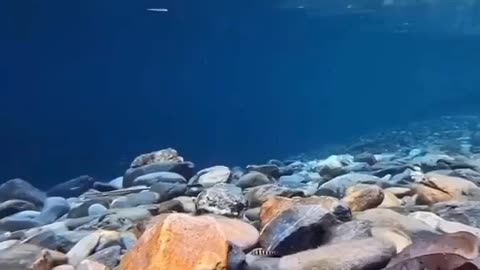 underwater cam
