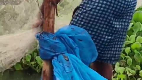 Amazing village fishing in rainy season