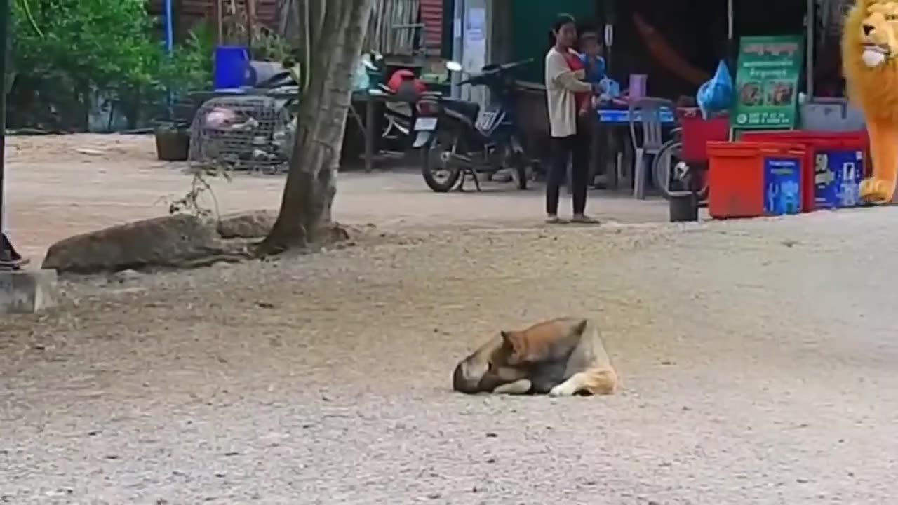 Troll Prank Dog Funny & fake Lion and Fake Tiger Prank To dog & Huge Box Prank to dog- part 2