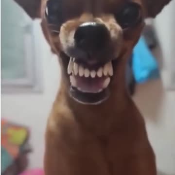 Dog showing teeth smiling dog funny