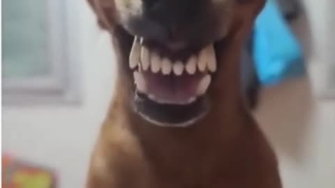 Dog showing teeth smiling dog funny