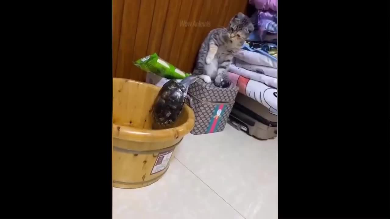 Funny animals video