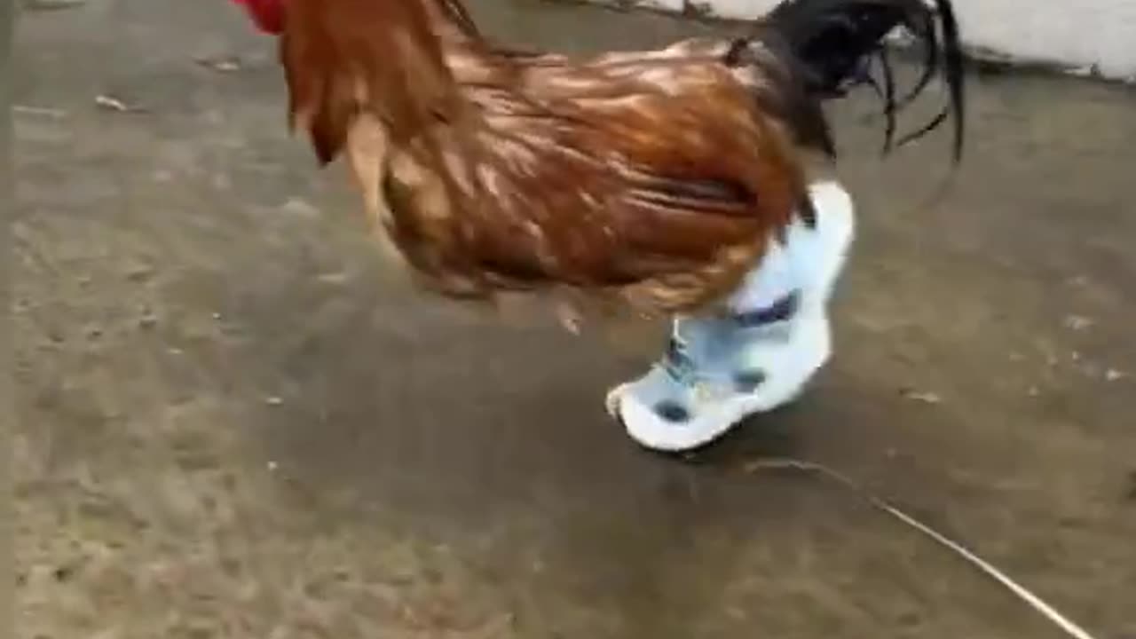 A hen in walking