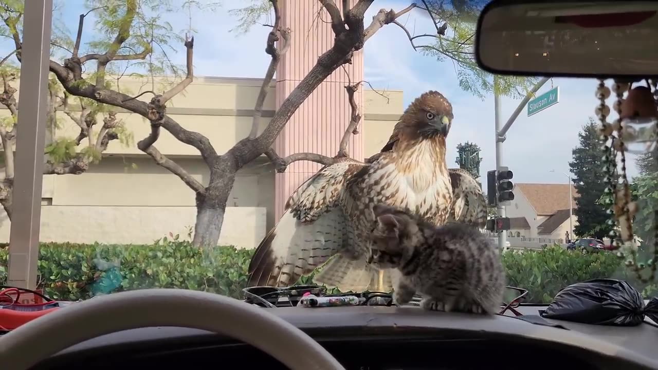 Kitten almost eaten by hawk