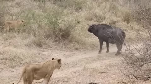 Lion vs Buffalo fight to Death | Wild Animals