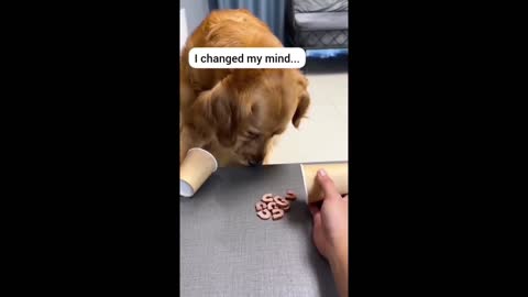 Indovinelli da cane!