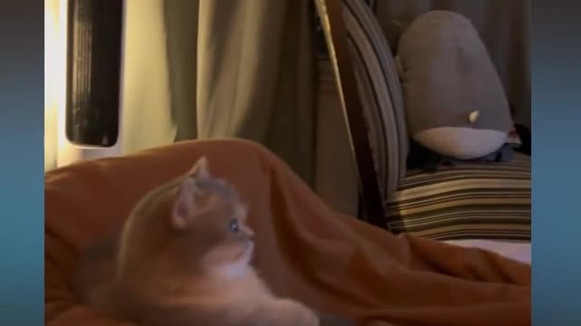 cute cat watching tv