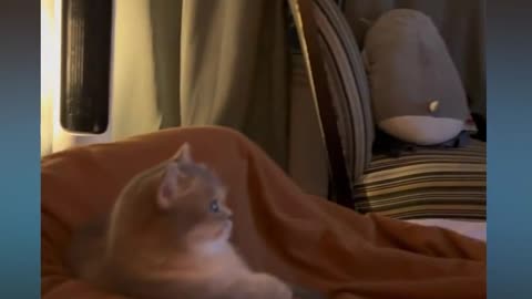 cute cat watching tv