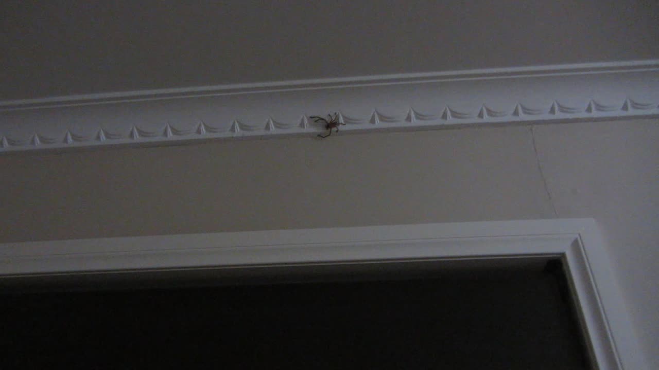 HUNTSMAN SPIDER AT THE FARM OFFROAD AUSTRALIAN