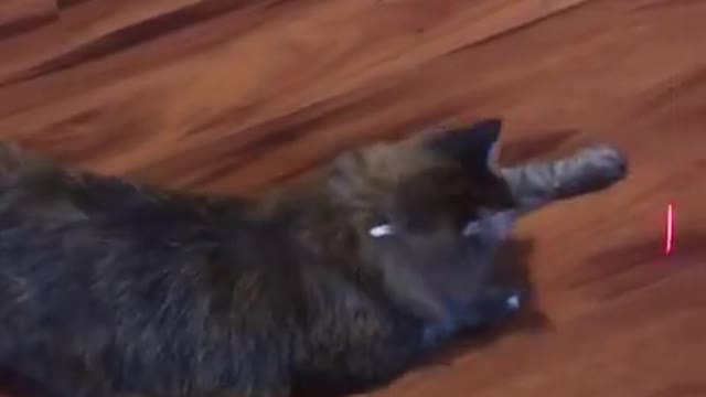 Cat vs lather pointer