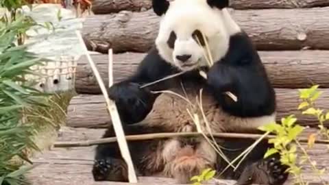 The panda eat sowing