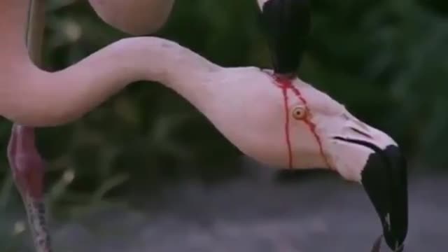 🔥 Flamingos produce a kind of red milk called "crop milk" and this is one way to feed the kids. 🔥