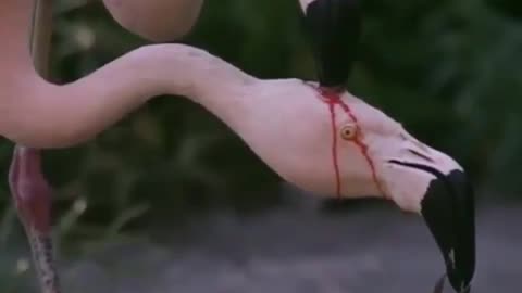 🔥 Flamingos produce a kind of red milk called "crop milk" and this is one way to feed the kids. 🔥