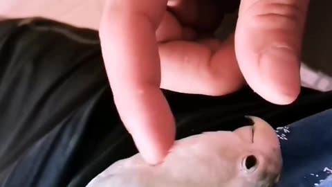 Cute bird