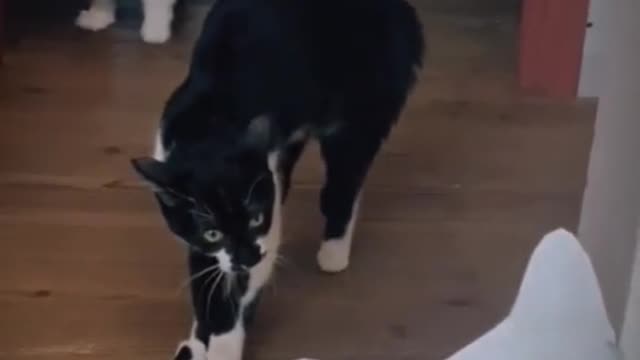 Funny video cats