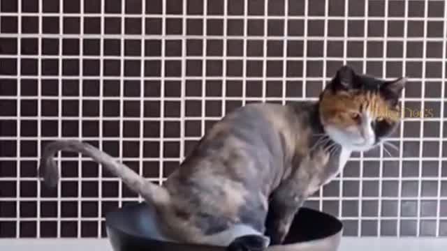 Omg So Cute Funny cat videos Are u cooking