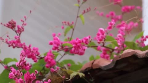 Antigonon Leptopus, Coral Vine, Queen’s Wreath, Mexican Creeper