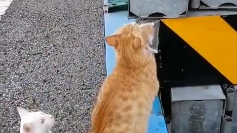 Mom cat rescue her kitten from hungry male