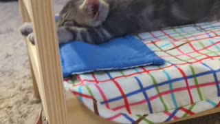 Kitten Sleeps Stretched Out on Doll Bed