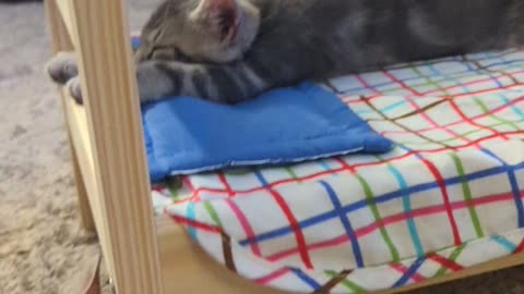 Kitten Sleeps Stretched Out on Doll Bed