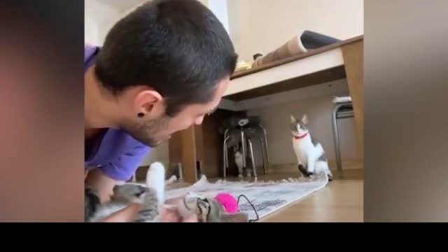 Cat Attack || Aggressive reaction of cat