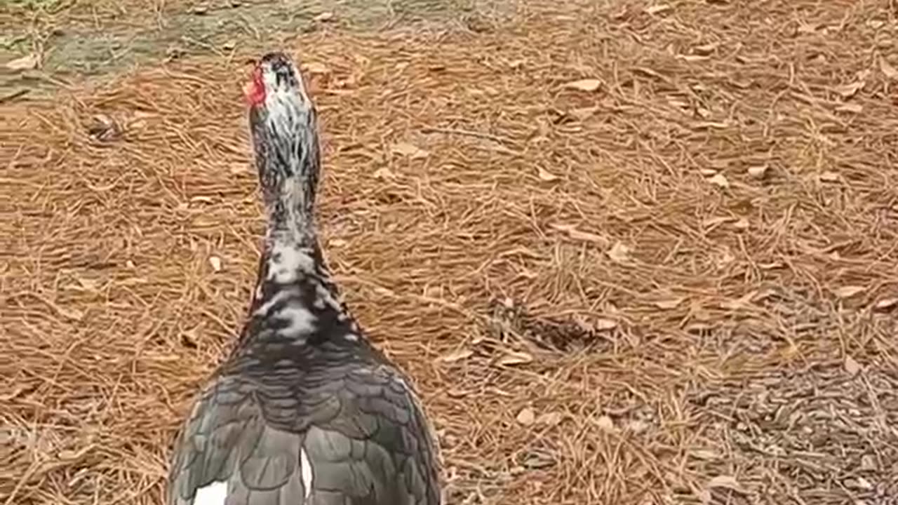 Duck crossing on USA 😠roads#usateluguvlogs#ytshorts #varalakshmi food & dairies