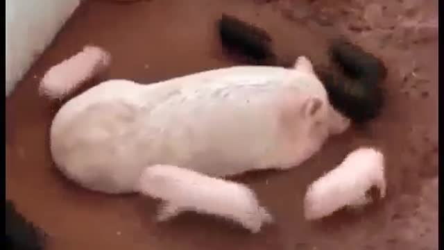 mother is resting and children are frolicking