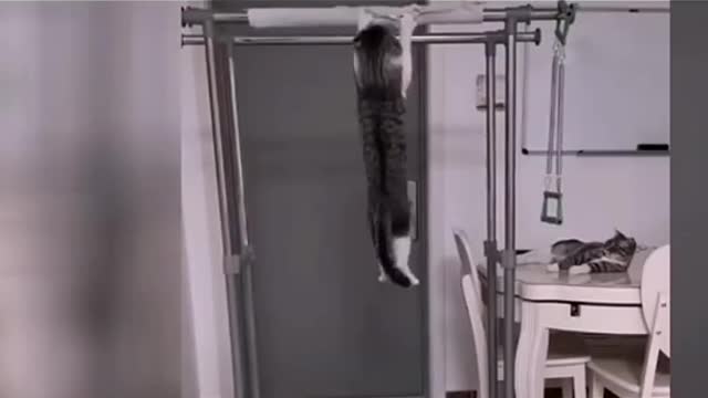 Top funny cat's viral video