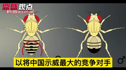 Chinese custom discovered US hide 🪰 in packages sent to China