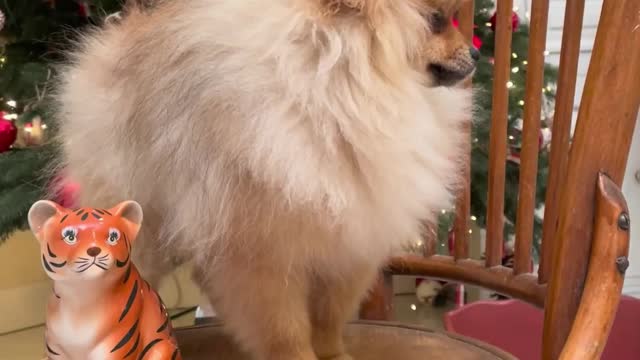 Pomeranian dog on chair with tiger figurine in front of Christmas tree