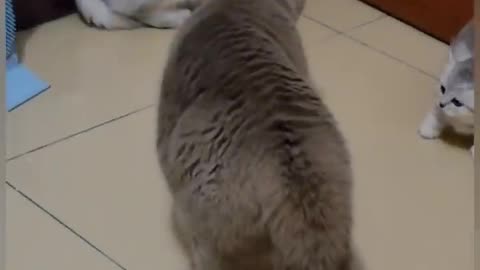 CATS FUNNY VIDEO