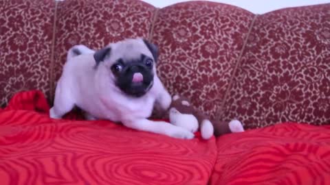 baby pug Carlos barkin