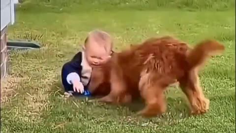 Dogs