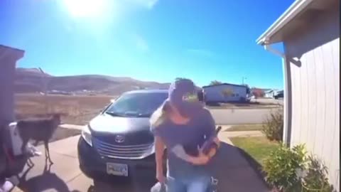 When Animals Attack The Morons.