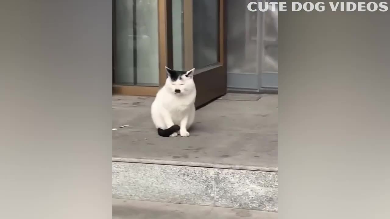 Best Funny Animal Videos Of🤣 The 2023