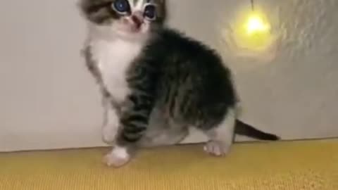 Baby Cats - Cute Cat Dancing - Beautiful Cat