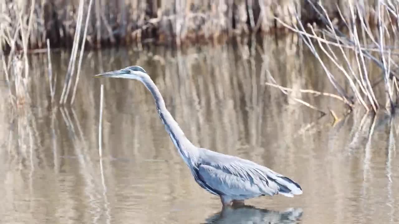 Great Blue Heron catches fish