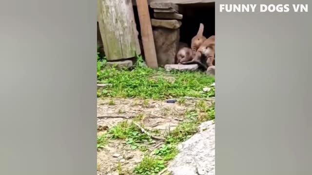 Funniest Animals Video - Funny Dogs And Cats - Try Not To Laugh Animals 2022