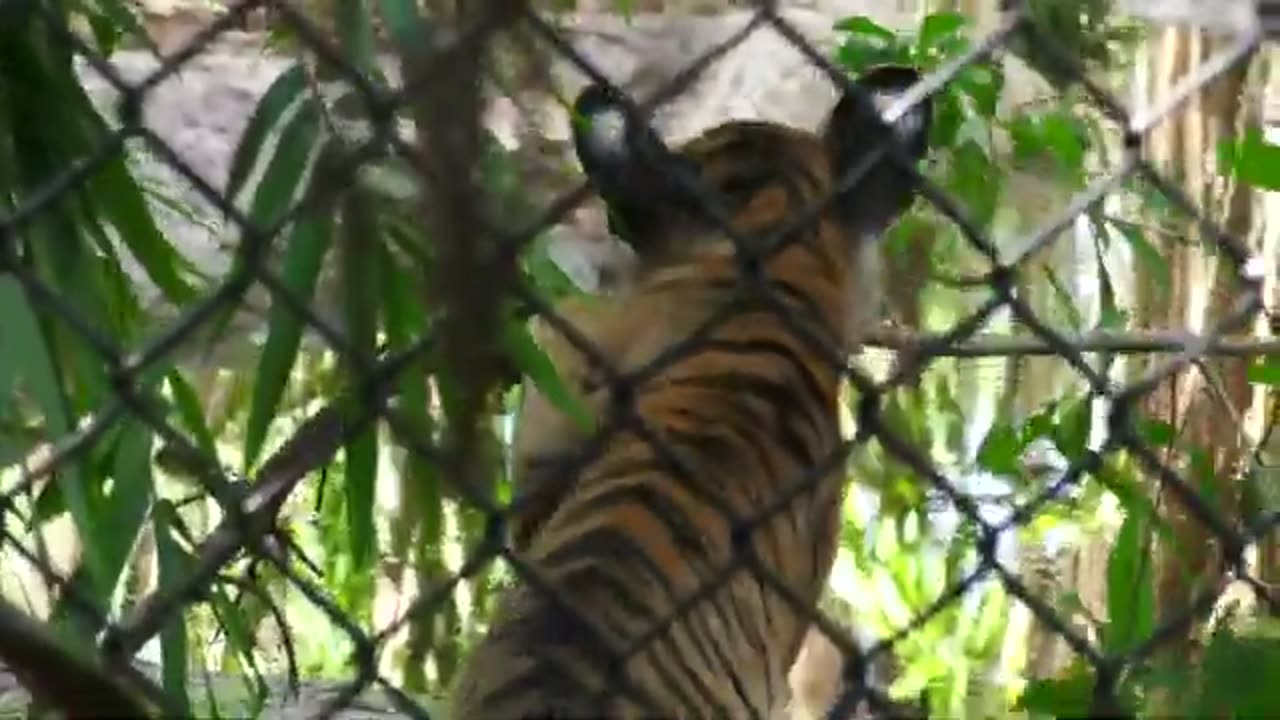 Tiger Cub clips Sept 2 2020