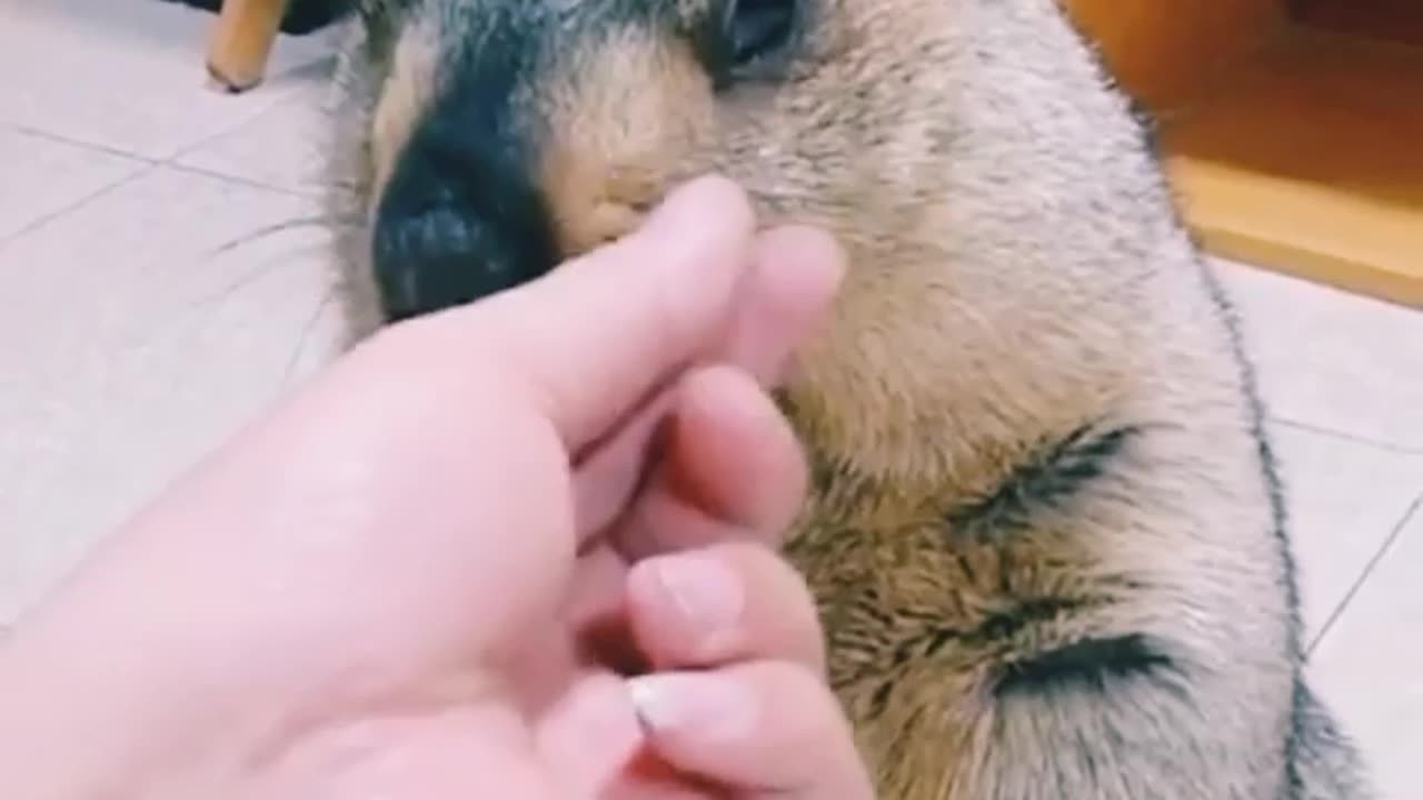 Marmot in a parlour