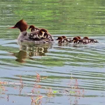 Mommy Taxi / Cute goosander chicks swim along on their mother's back.
