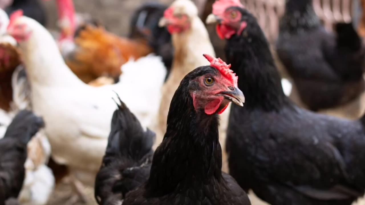 12 Chicken Breeds Best for Hot Climates