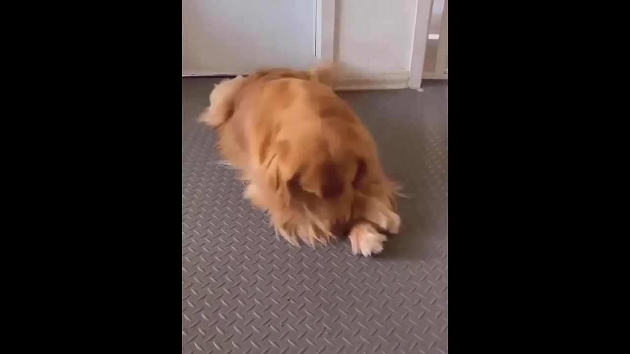 New Funny Animals π Funniest Cats and Dogs Videos πΊπΆ